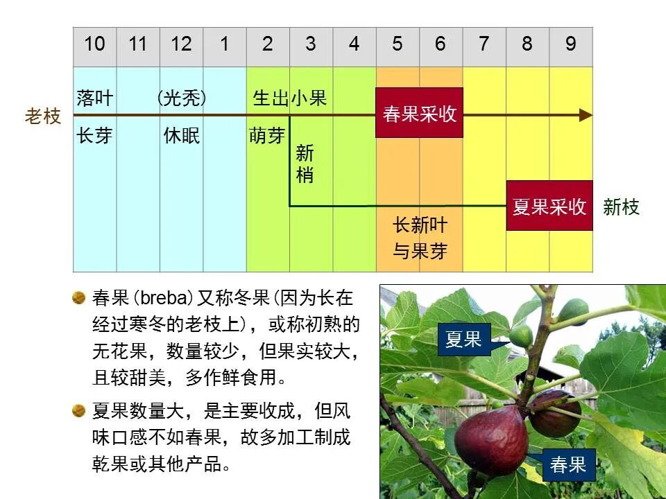 圣经图表——《马太福音》下(图10)