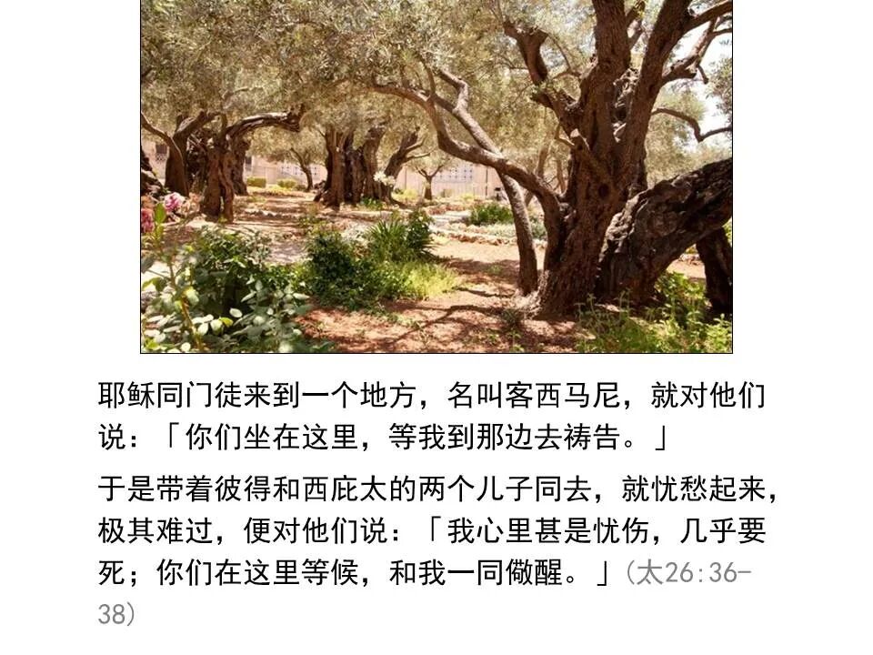 圣经图表——《马太福音》下(图74)