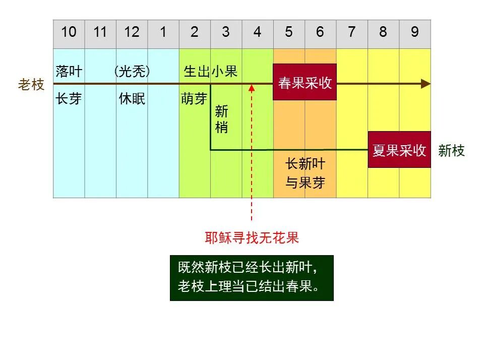 圣经图表——《马太福音》下(图11)