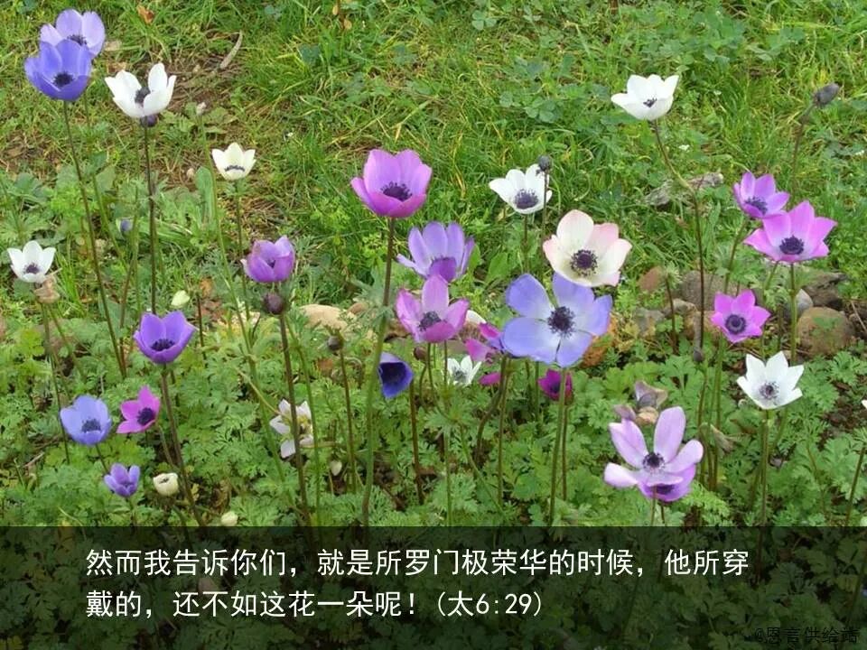 ​圣经图表——《马太福音》上(图88)