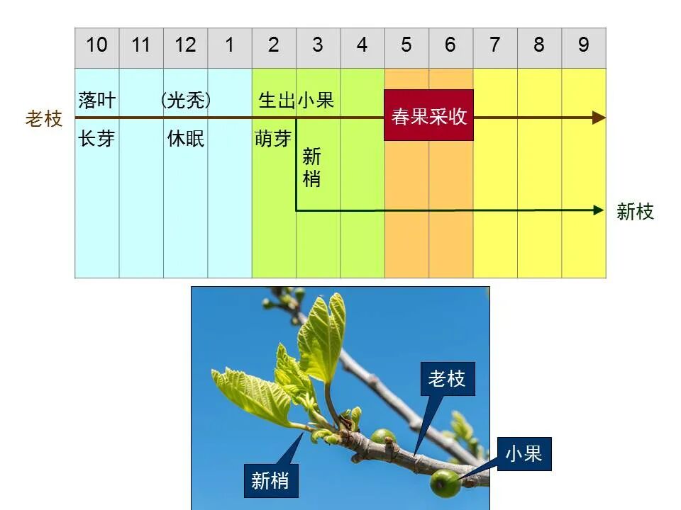 圣经图表——《马太福音》下(图9)