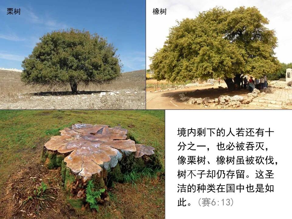 圣经图表——《以赛亚书》上(图38)