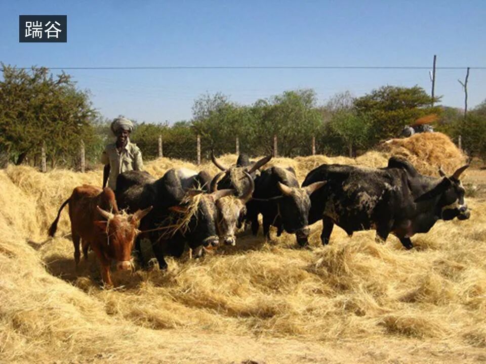 圣经图表——《弥迦书》(图19)