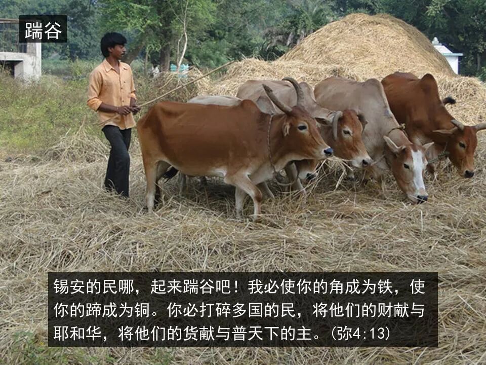 圣经图表——《弥迦书》(图20)