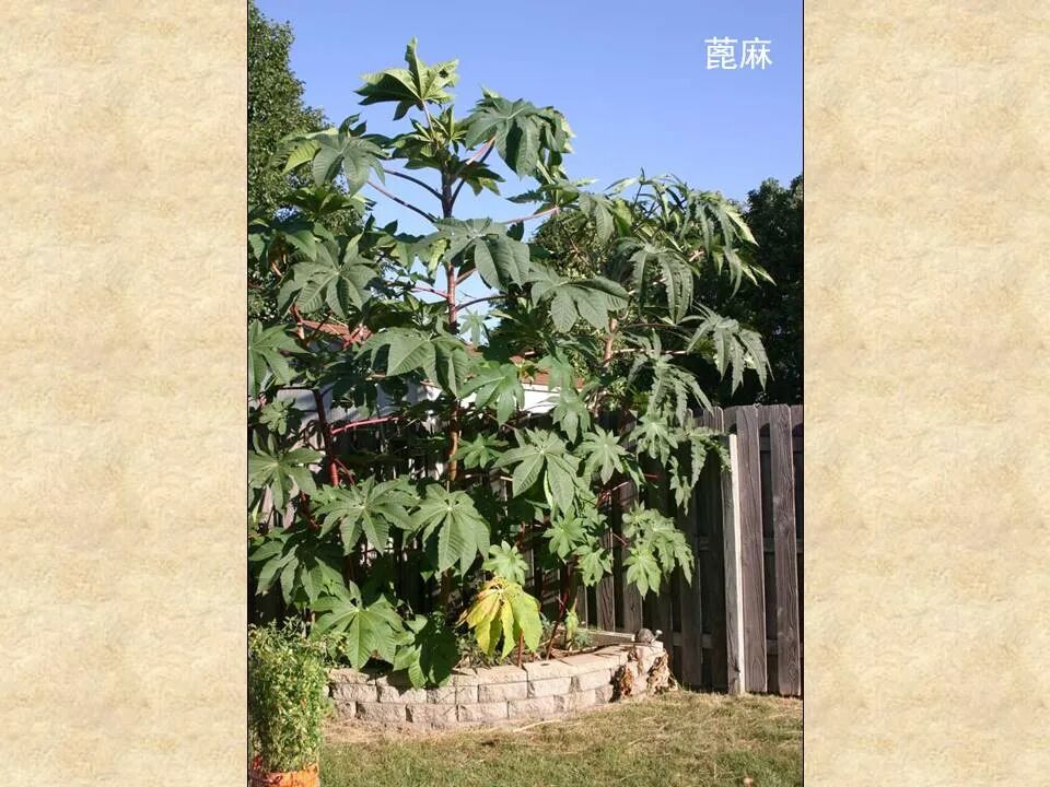 圣经图表——《约拿书》(图35)