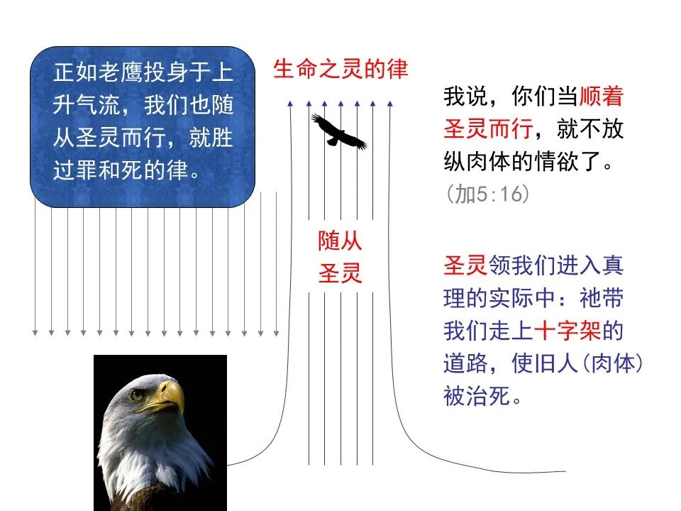 圣经图表——《罗马书》(图84)