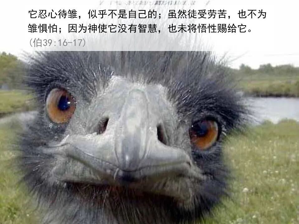 圣经图表——《耶利米哀歌》(图17)