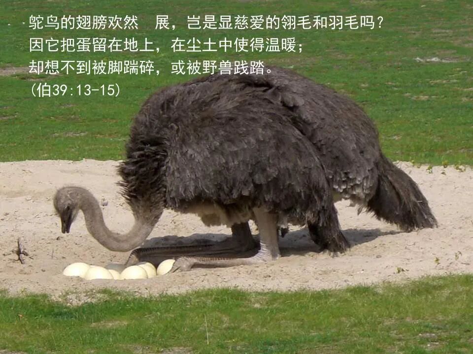 圣经图表——《耶利米哀歌》(图16)