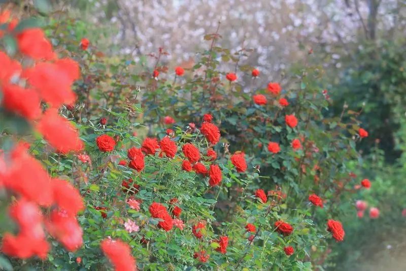 噓，在這5個漂亮的秘密花園，獲取幸福平和的時光 旅遊 第10張