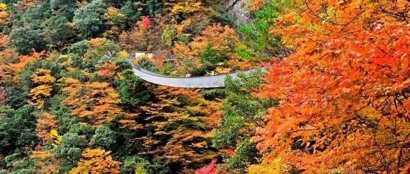 不管世界如何，红枫还是如此绚烂