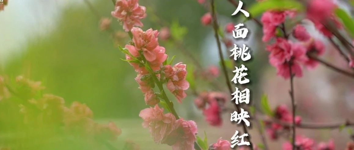 cover_image