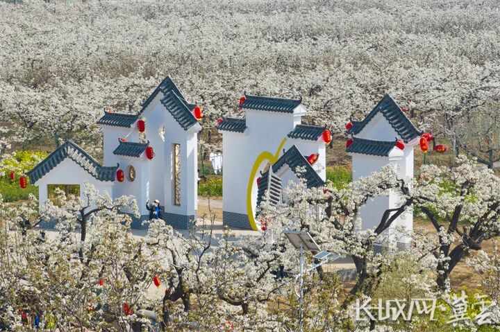 魏县是中国鸭梨之乡,国家级园林县城,国家级水利风景区,千年古县,也是