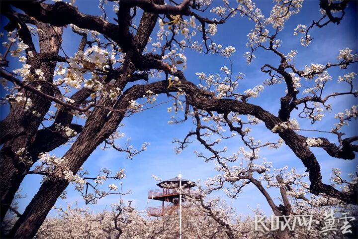 春游河北来魏县带您体味万亩梨花香雪海的别致美景