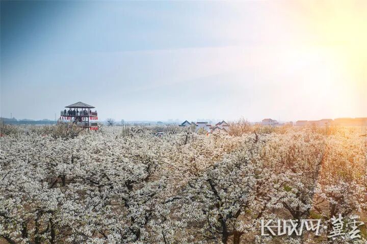 魏县是中国鸭梨之乡,国家级园林县城,国家级水利风景区,千年古县,也是