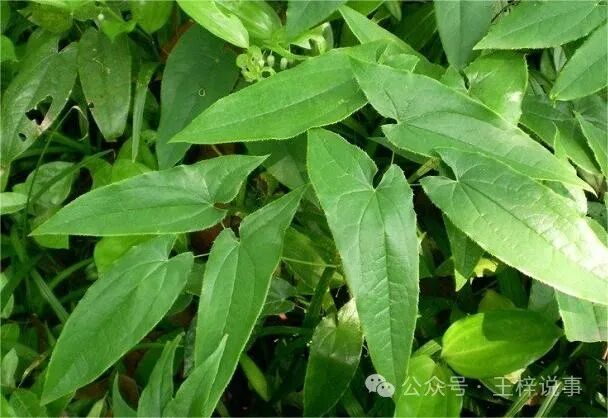 淫羊藿：神奇的补肾壮阳草药