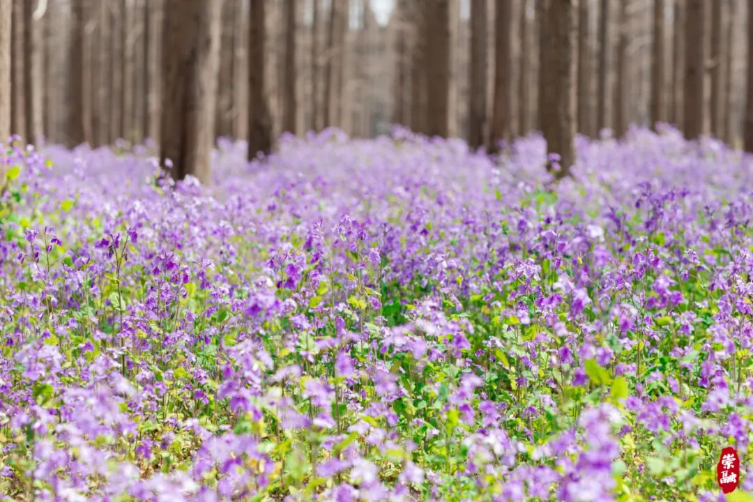 崇明花朝节图片