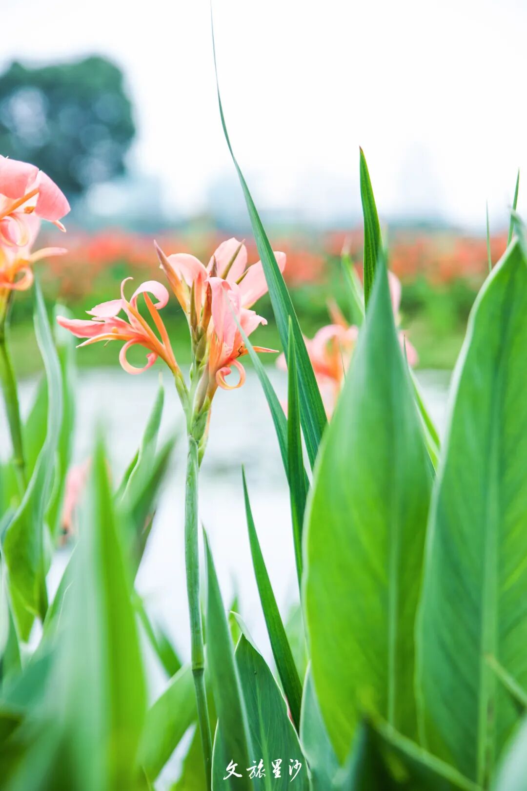 美如油画!松雅湖的美人蕉开了