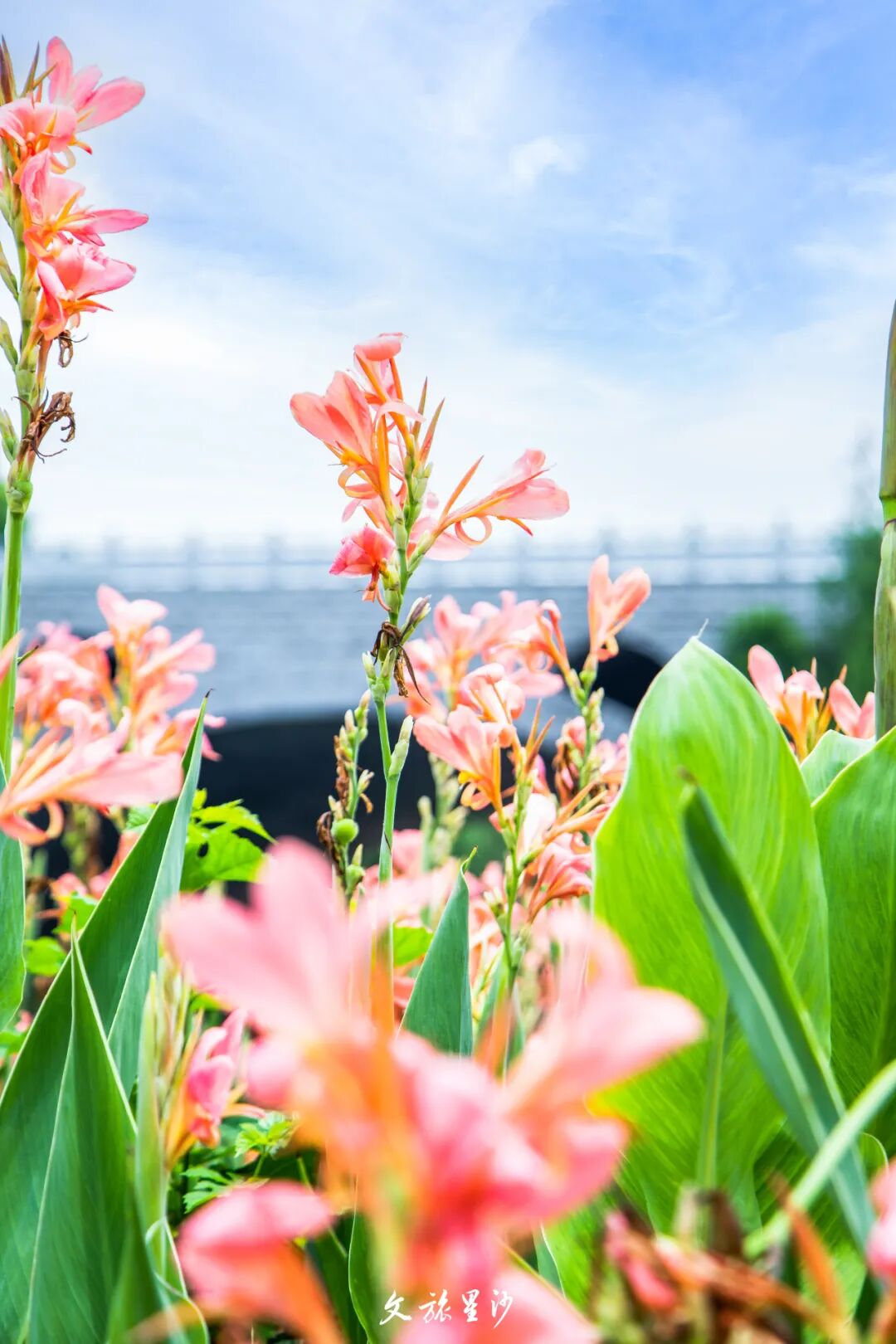 美如油画!松雅湖的美人蕉开了