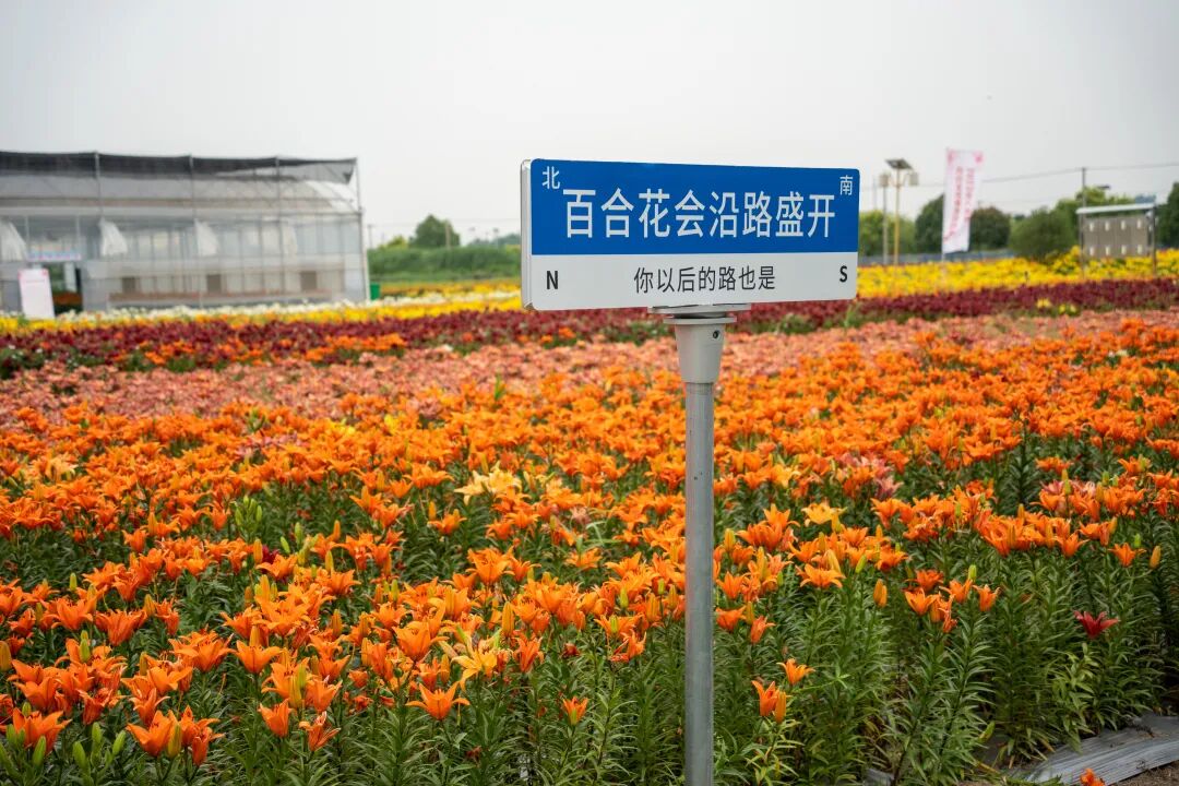 百合沿路盛开.jpg