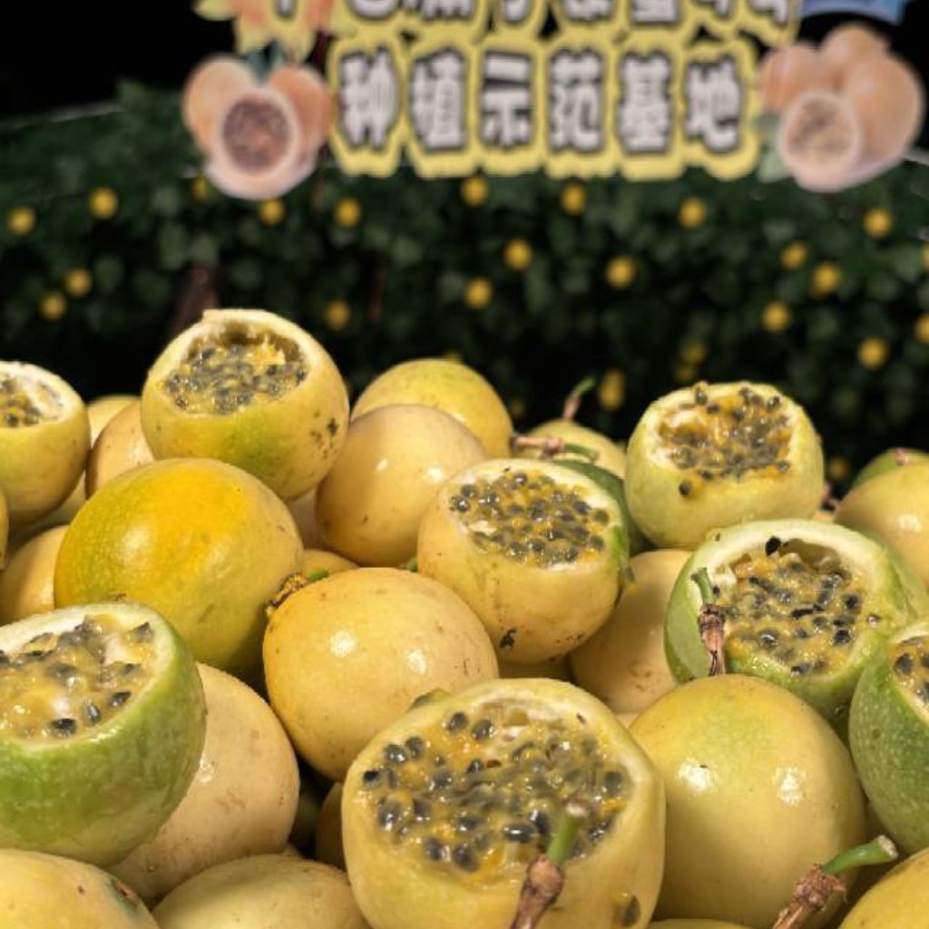 广西钦密9好百香果