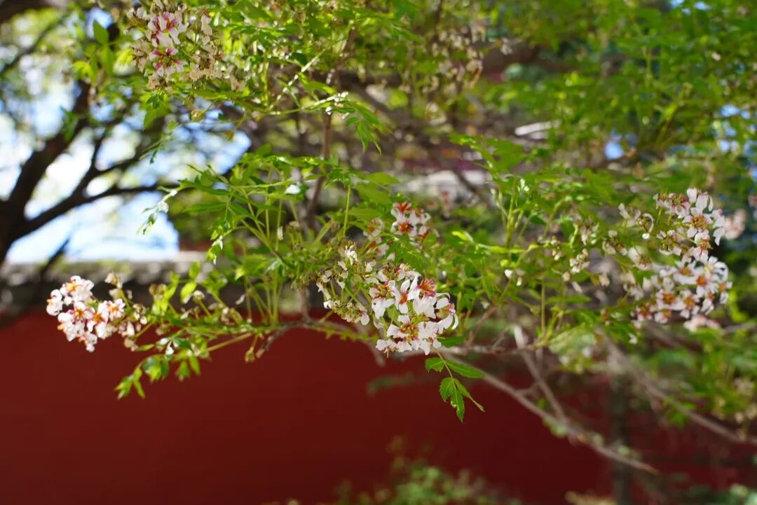 DSC08368.JPG