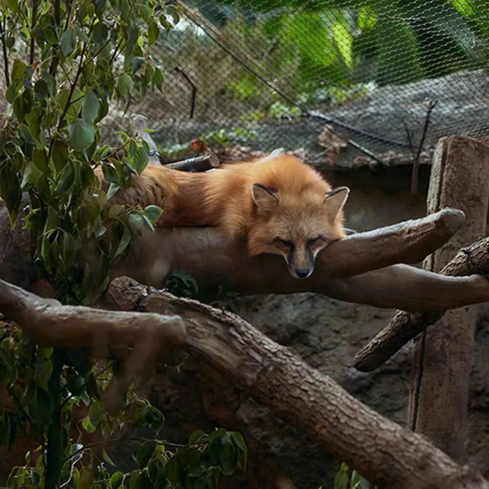 本土区的许多动物,比如黄鼬,狗獾,鼬獾都会打洞,平时需要让它们展现