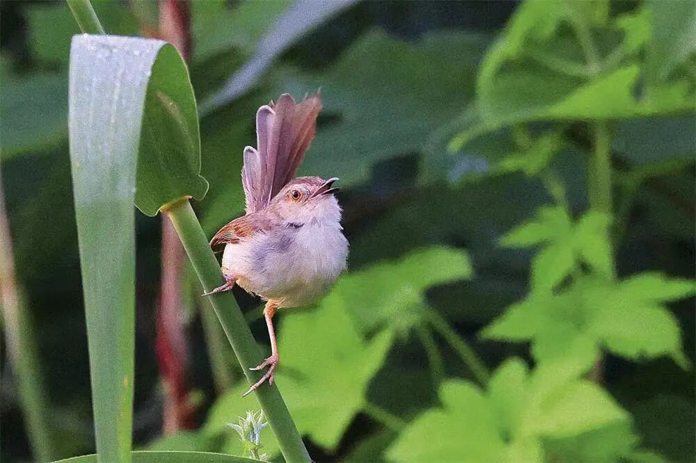 当代年轻人为何爱上了抬头"观鸟"?