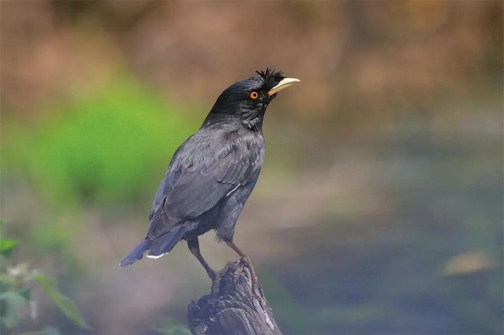 当代年轻人为何爱上了抬头"观鸟"?