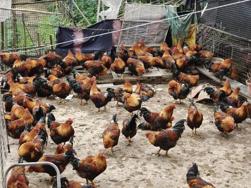 图为莫氏鸡煲小院内的土鸡。人民网记者 王雅蝶 摄