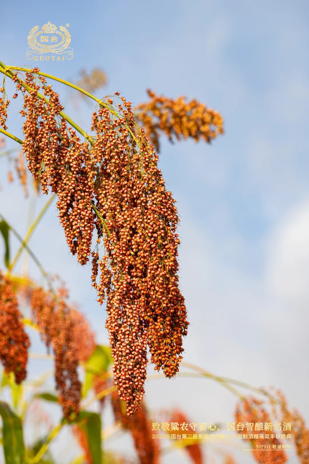 贵州高粱正当红国台品质守粮心