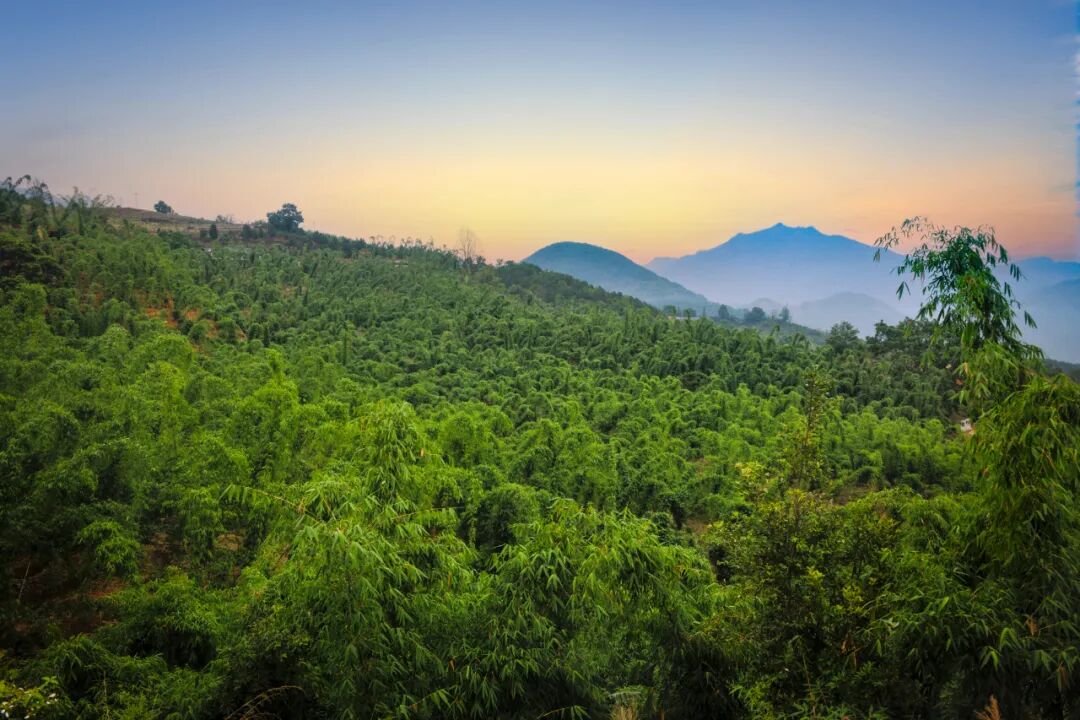 马台乡竹笋基地是全市最大的连片种植基地（2025年7月20日王少云摄）.jpg