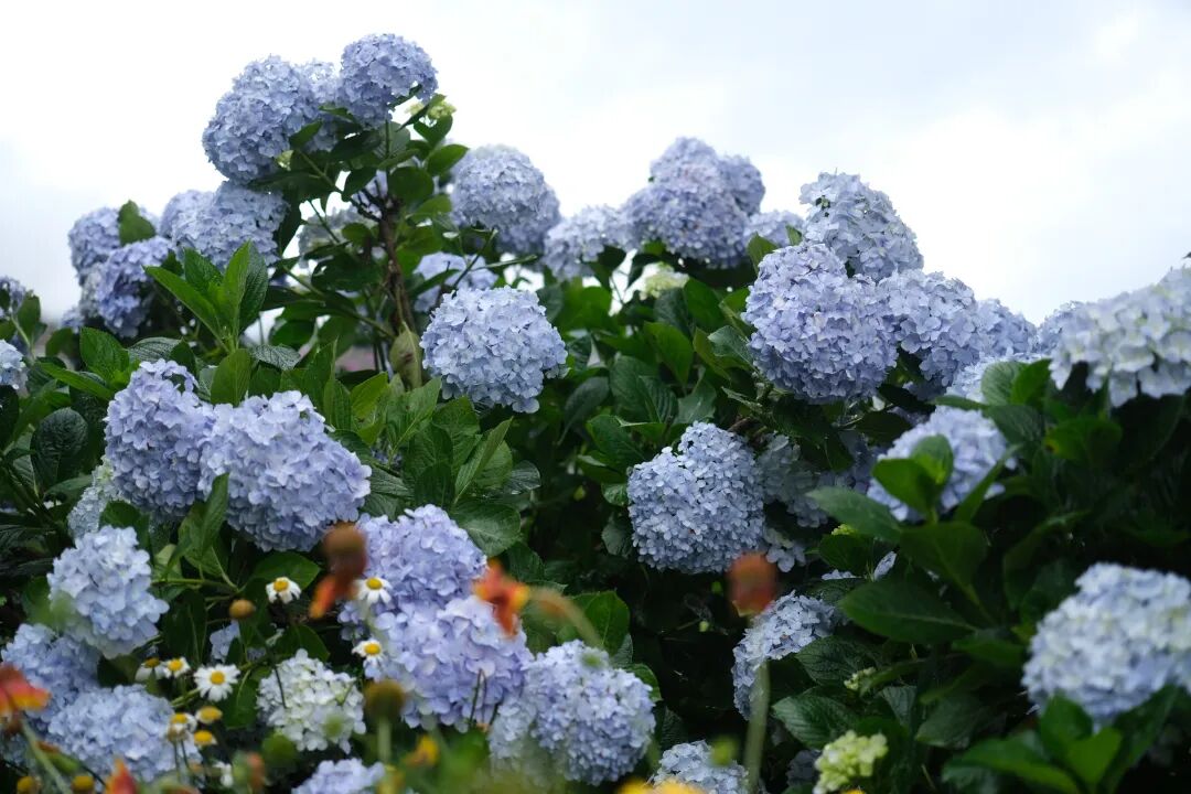 DSCF0274.JPG