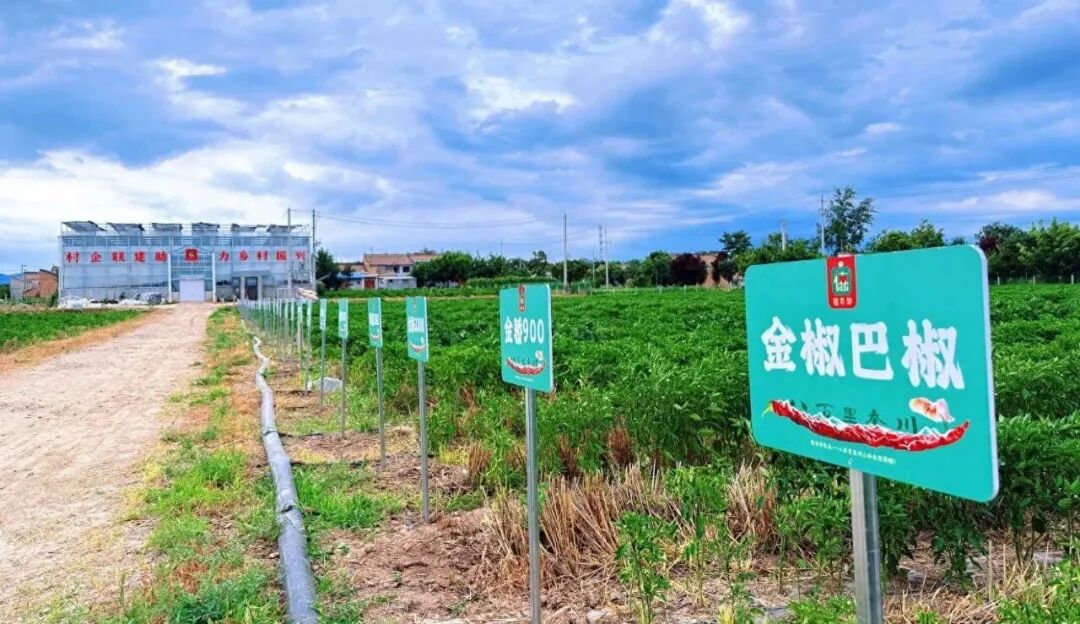 岐山：智能烘干提质增效 秦椒深加工赋能“一碗面”全产业链升级
