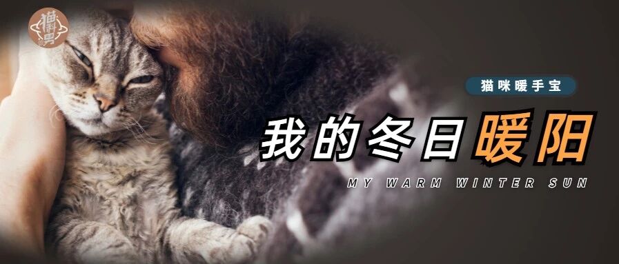 养猫的人在冬天到底有幸福？
