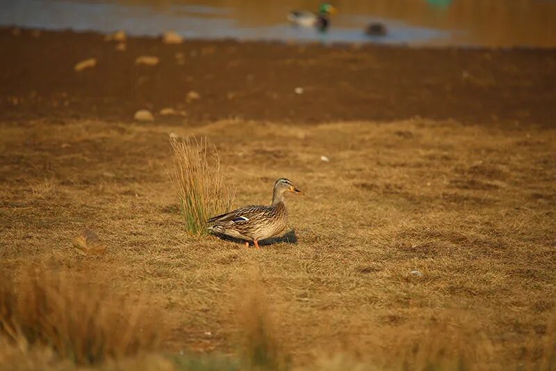 12只绿头鸭宝宝随母游嬉大山包