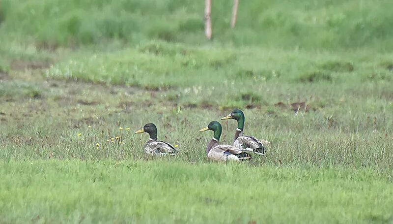 12只绿头鸭宝宝随母游嬉大山包