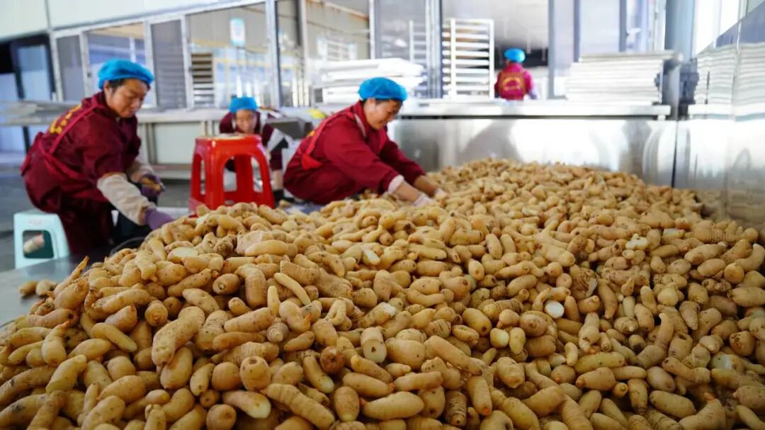 彝良：青山育“金麻”，林下仿野生天麻“链”成大产业