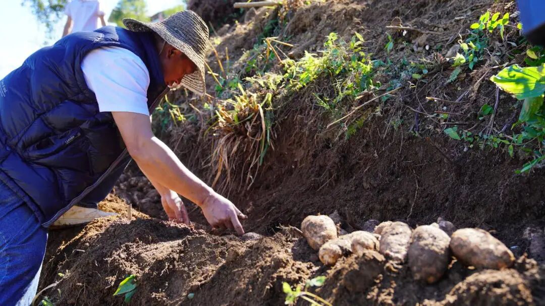 彝良：青山育“金麻”，林下仿野生天麻“链”成大产业
