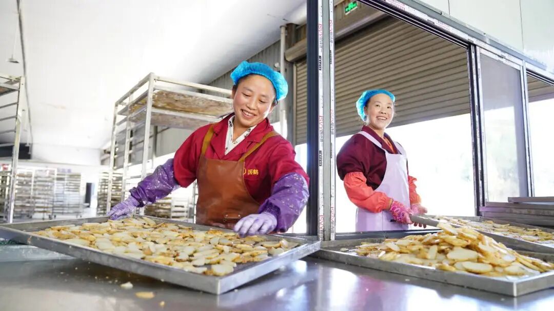 彝良：青山育“金麻”，林下仿野生天麻“链”成大产业