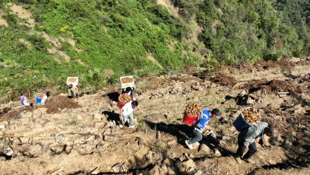 彝良：青山育“金麻”，林下仿野生天麻“链”成大产业