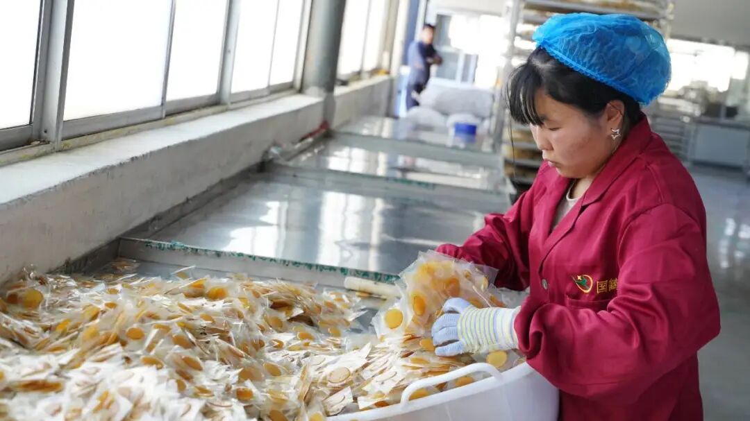 彝良：青山育“金麻”，林下仿野生天麻“链”成大产业