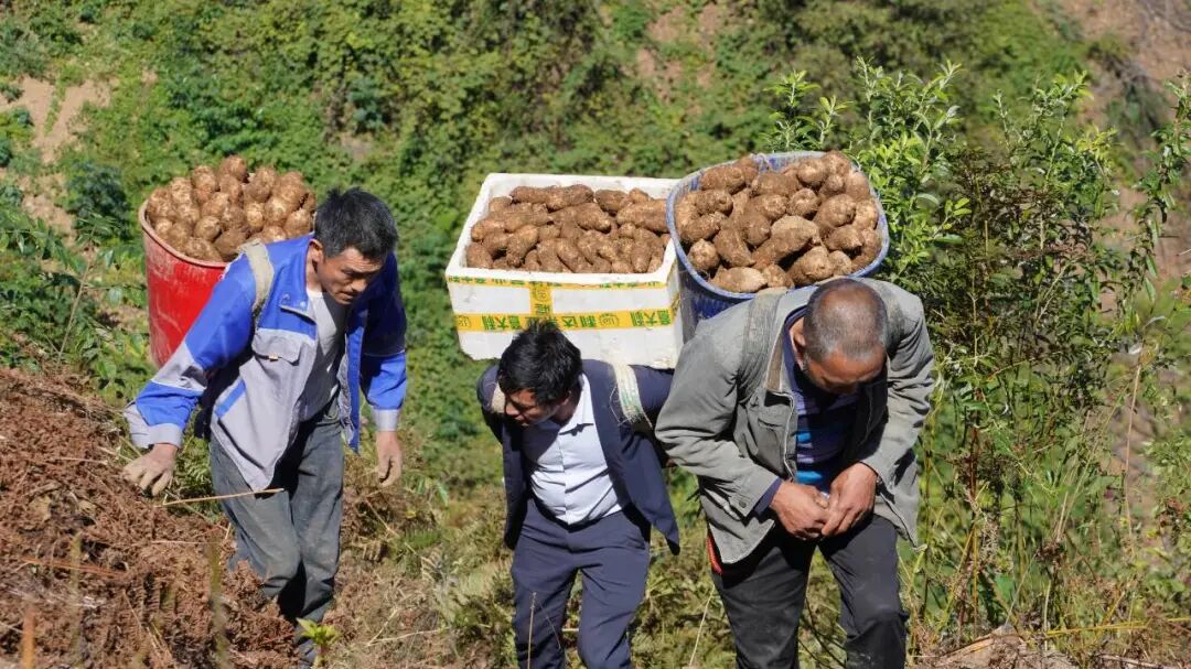 彝良：青山育“金麻”，林下仿野生天麻“链”成大产业
