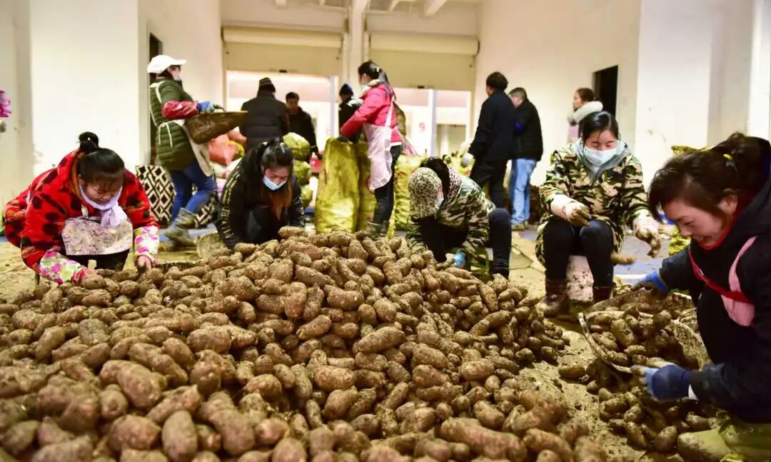 彝良：青山育“金麻”，林下仿野生天麻“链”成大产业