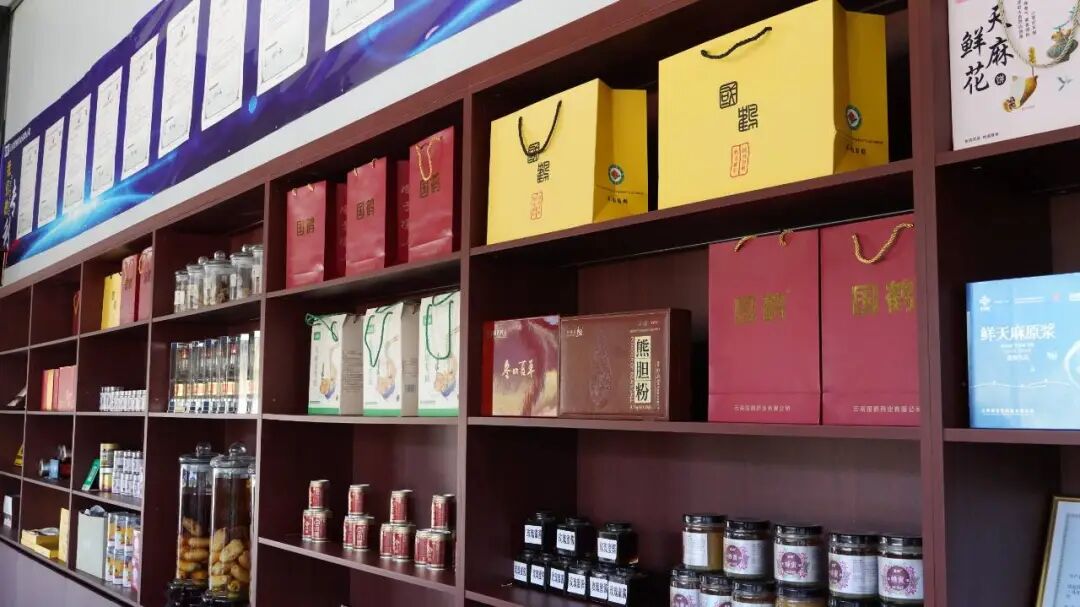 彝良：青山育“金麻”，林下仿野生天麻“链”成大产业