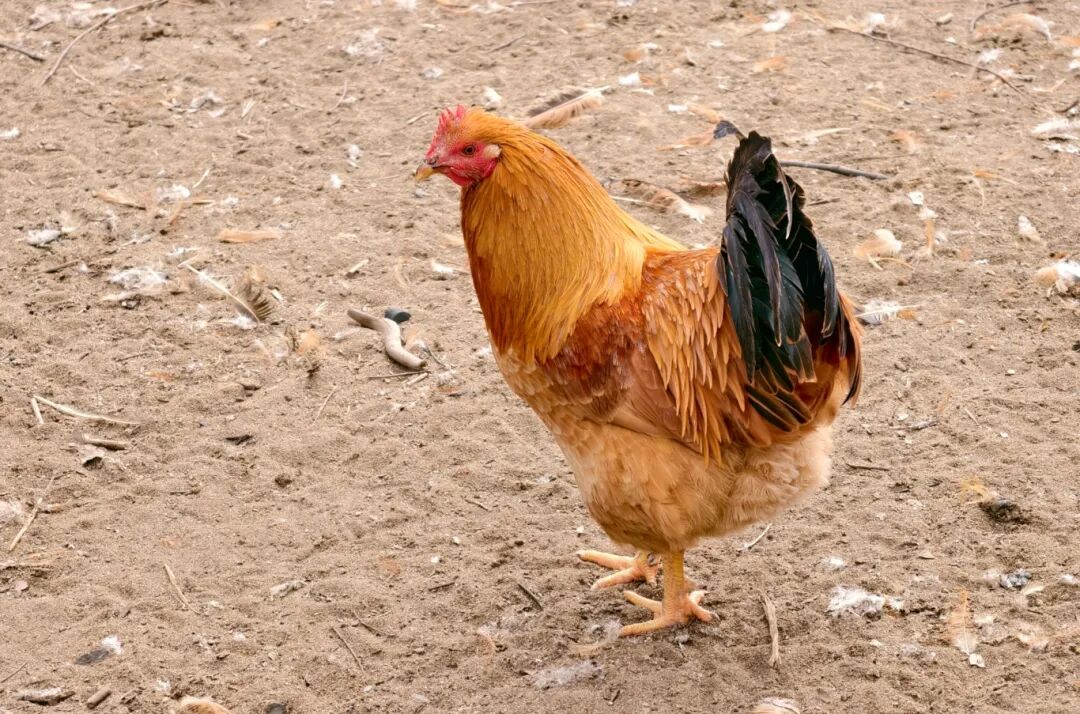 湛江鸡。杨川 摄