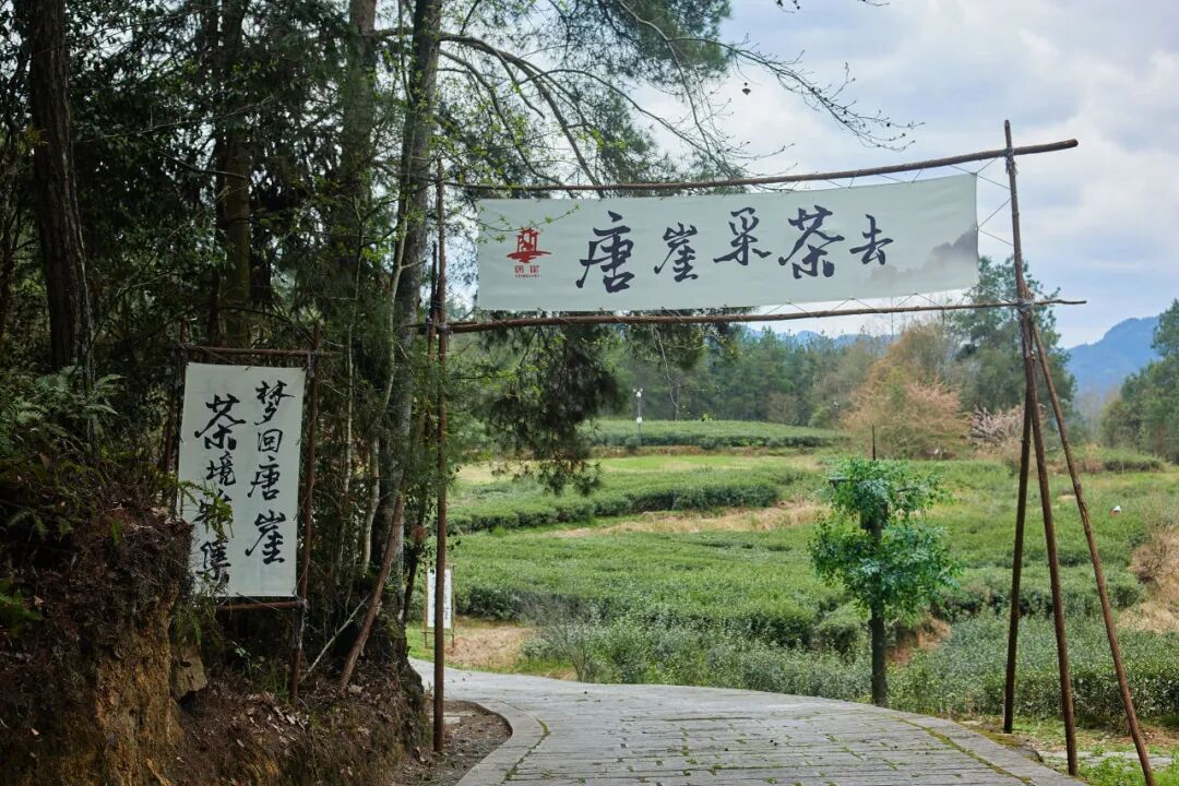 梦回唐崖不妨采采茶沉寂数百年的唐崖土司贡茶将重新面世啦