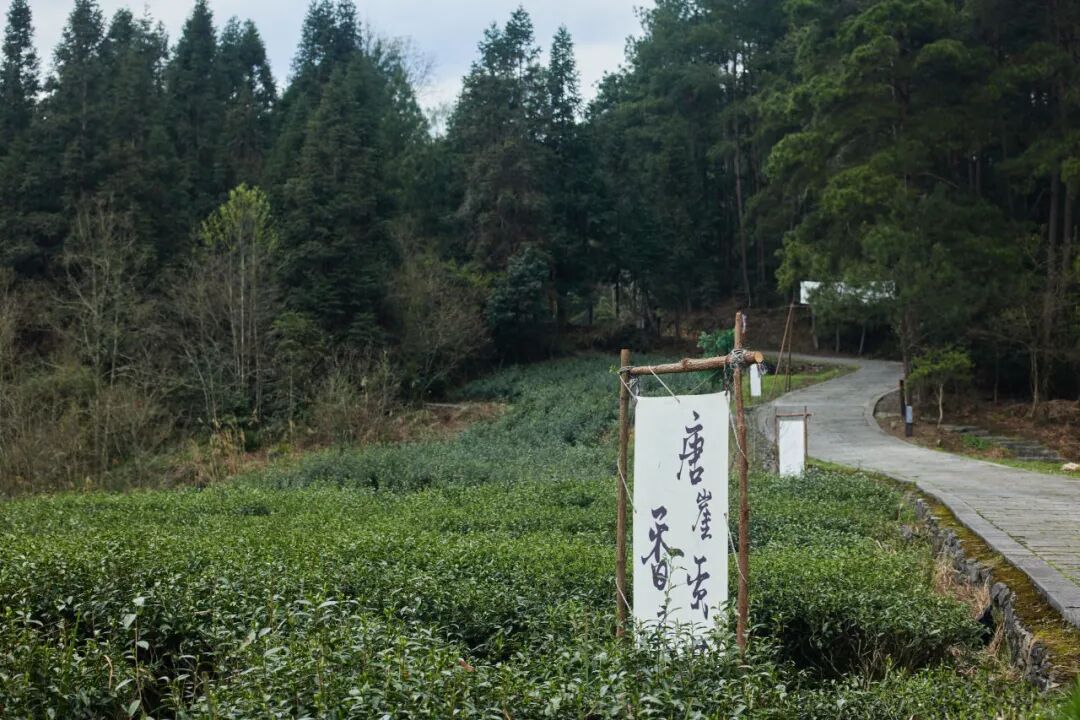 梦回唐崖不妨采采茶沉寂数百年的唐崖土司贡茶将重新面世啦