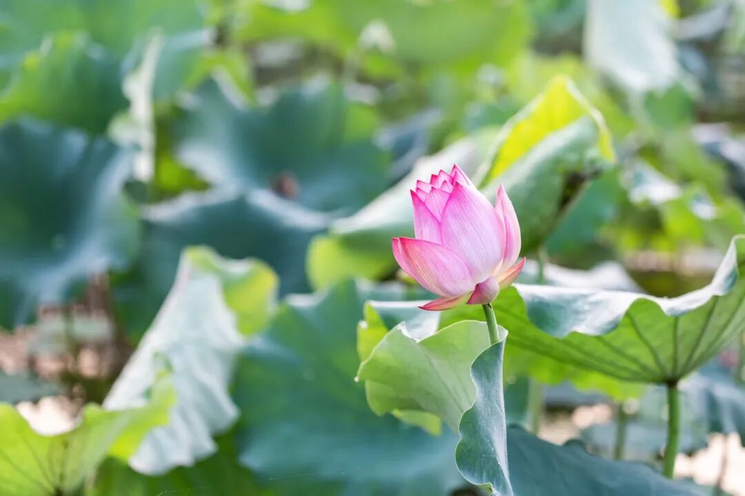 这座"山水茶都"低调的让人心疼,却是中国唯一"永久宜居城市"