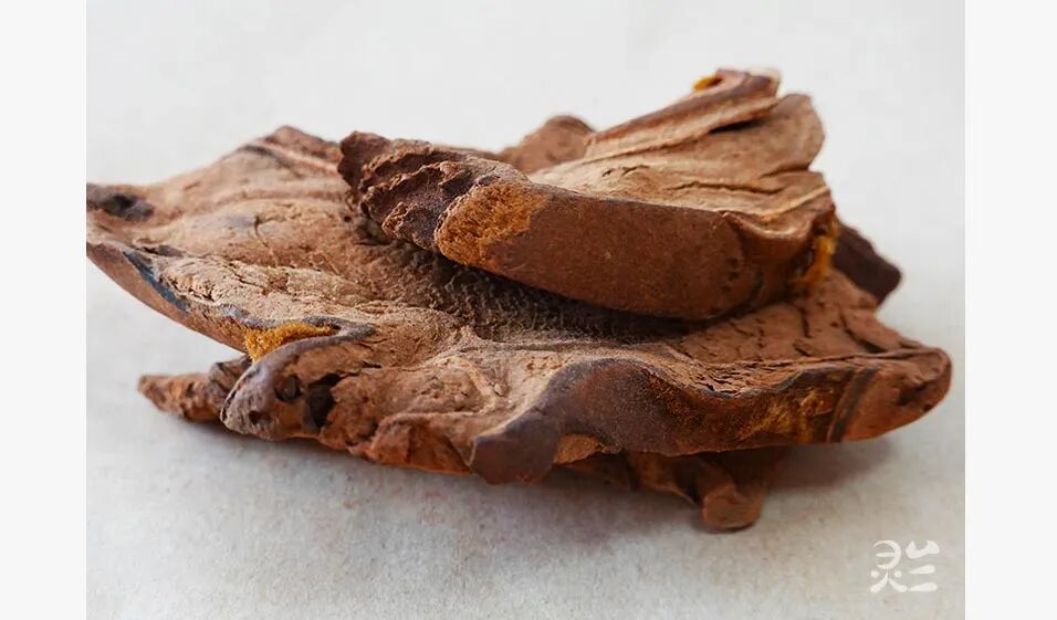 止血毛叫什么名字张赞臣：“金毛狗脊”弃之不用的金丝毛，外敷创面，有出乎意外止血之效_https://www.jmylbn.com_新闻资讯_第4张