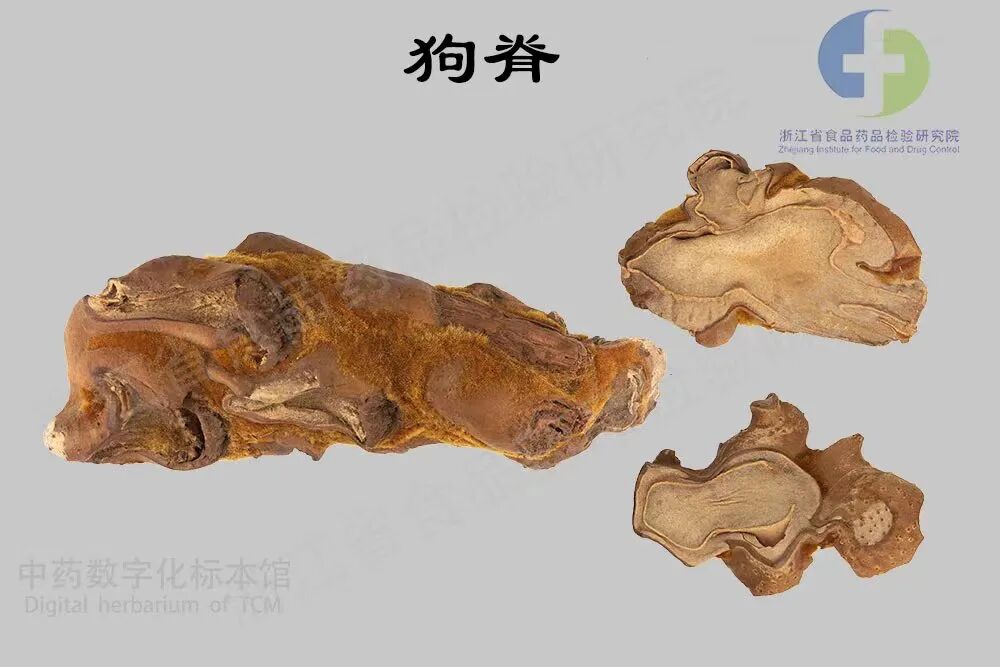 止血毛叫什么名字张赞臣：“金毛狗脊”弃之不用的金丝毛，外敷创面，有出乎意外止血之效_https://www.jmylbn.com_新闻资讯_第5张